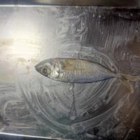 Fish Dataset project thumbnail