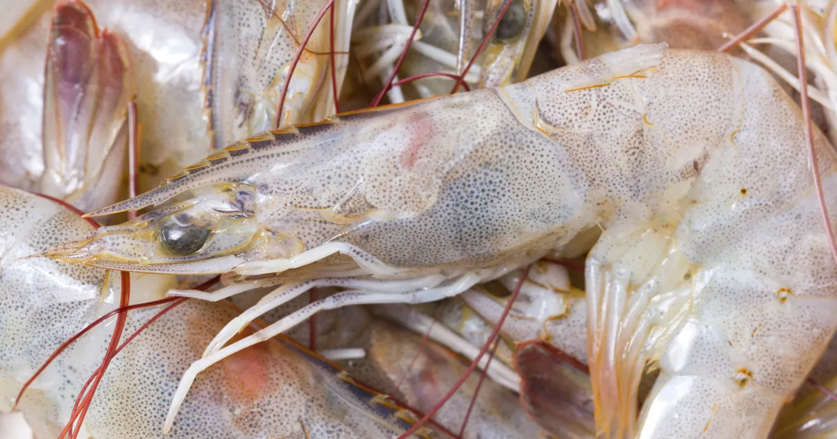Shrimp Disease Classification Classification Dataset by The Untraceable