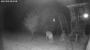 Deer Detection Object Detection Dataset by DeerBgone