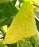 yellowish project thumbnail