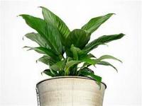 plant project thumbnail