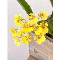 Orchid segementation3 project thumbnail