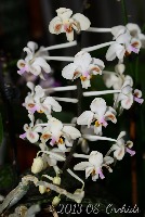 orchid flower detection project thumbnail