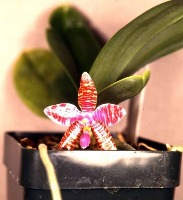 Orchid multi-features test project project thumbnail