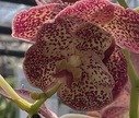 Orchid segementation2 project thumbnail