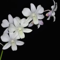 Orchid pattern recognition  project thumbnail