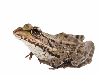 FROG DATASET Object Detection Model by ROHIT