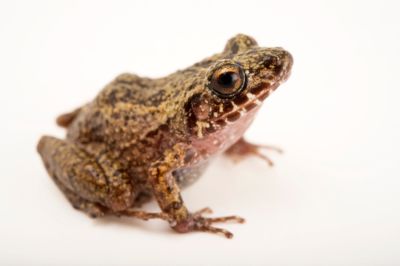 FROG DATASET Object Detection Dataset by ROHIT
