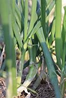 Onion Leaf Diseases project thumbnail
