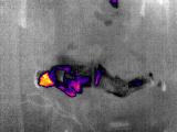 thermal human detection project thumbnail