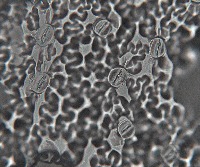 Stomatal Imprints Chrysanthemum project thumbnail