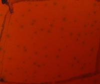 staind project thumbnail