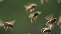 Honey bee detection project thumbnail
