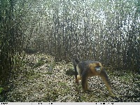 wildlife dataset project thumbnail