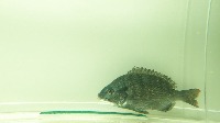 marine_data project thumbnail