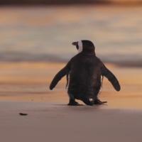 Hluma_African_Penguin project thumbnail