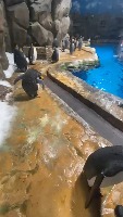 Penguin2.2 project thumbnail