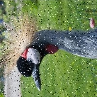 Bird detection project thumbnail