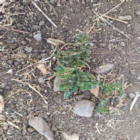 maize and weed detection project thumbnail