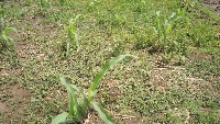 Weed Maize Detection project thumbnail