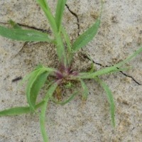 Weed detection project thumbnail