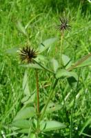 maize weed dataset project thumbnail