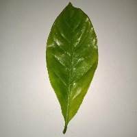 COFFE_RUST_SEGMENTATION project thumbnail