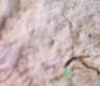 Cassava project thumbnail