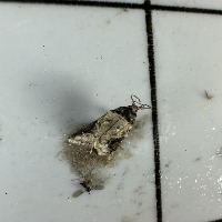 moth-test-coral-model project thumbnail