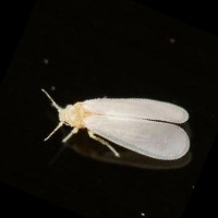 whitefly project thumbnail