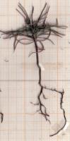 SeedingCedrAndPinus2 project thumbnail
