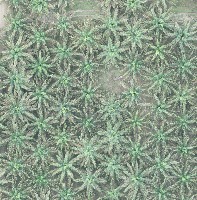 oil-palm-tree project thumbnail