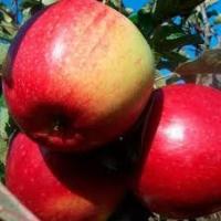 apples_01 project thumbnail