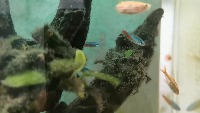 Fish detection project thumbnail