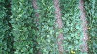 SCAL Weeds project thumbnail