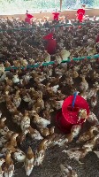 Poultry_test project thumbnail