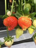 strawberry_dataset_ota project thumbnail