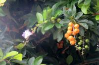 duranta erecta project thumbnail