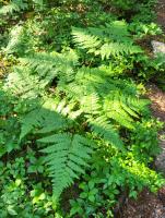 Pteridium Aquilinum project thumbnail