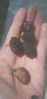 Thevetia peruviana project thumbnail
