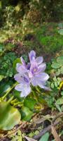 Pontederia crassipes project thumbnail