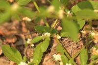 Alternanthera bettzickiana project thumbnail