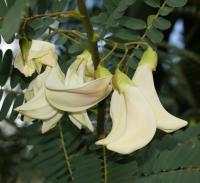 Sesbania grandiflora project thumbnail