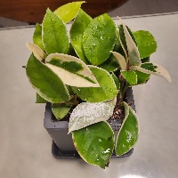plant disease project thumbnail
