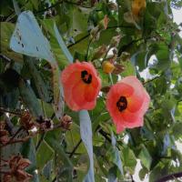 Hibiscus project thumbnail