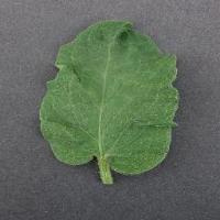 Plant Identification  project thumbnail