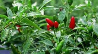 chili project thumbnail