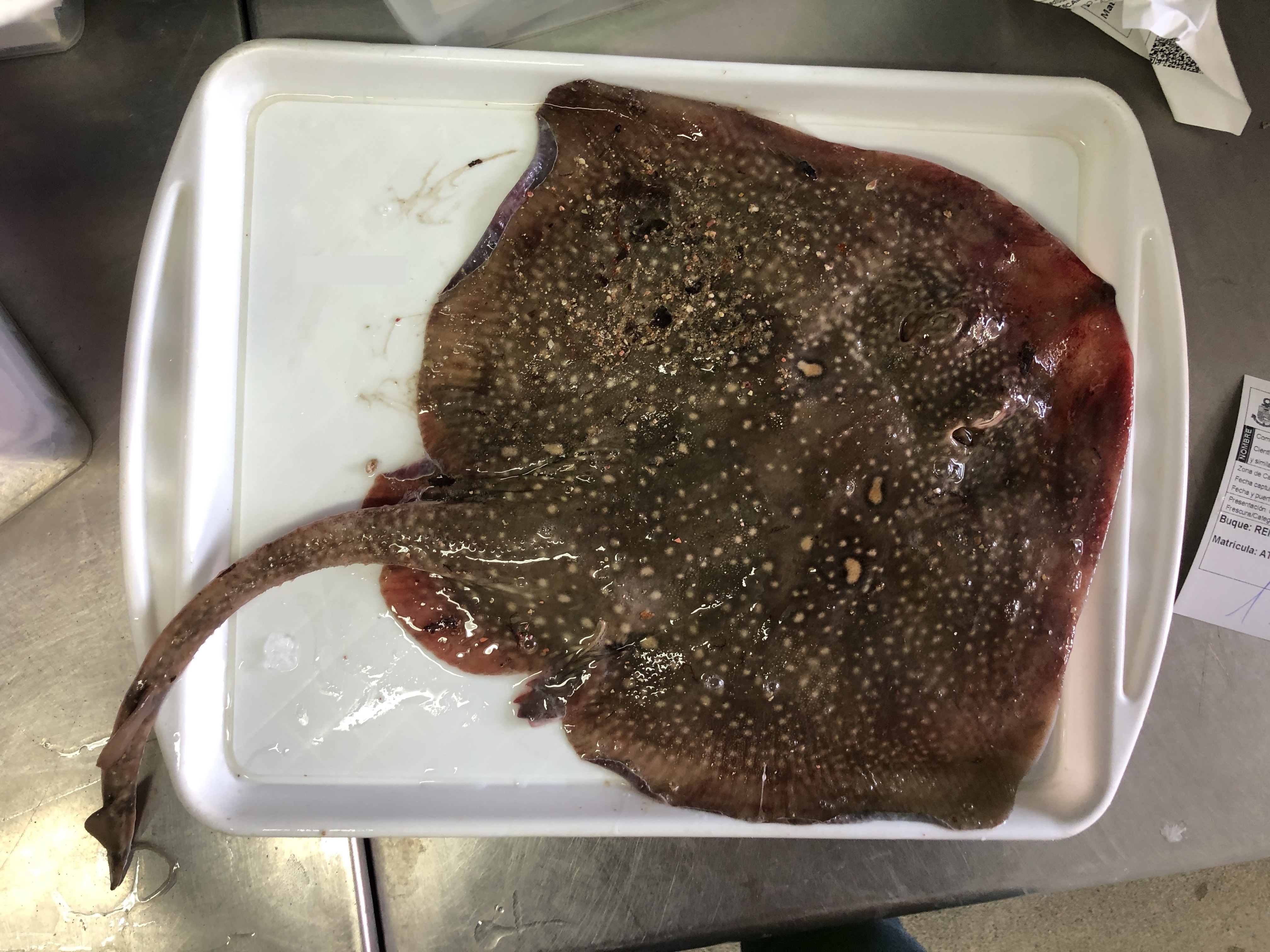 Deep Fish 2 Instance Segmentation Dataset by OKEANOS