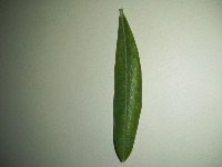 olive1 project thumbnail