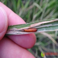 Rice Pests Object Detection Dataset by Laktharu
